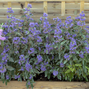 Cari�ptera First Choice - Caryopteris x clandonensis First Choice