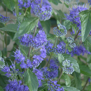 Cari�ptera First Choice - Caryopteris x clandonensis First Choice