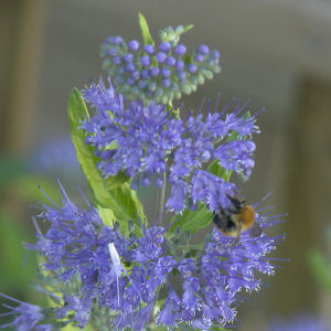 Cari�ptera Worcester Gold - Caryopteris x clandon Worcester Gold