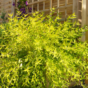 Cari�ptera Worcester Gold - Caryopteris x clandon Worcester Gold