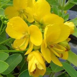 Casia floribunda - Cassia floribunda