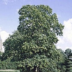 Casta�o com�n - Castanea sativa - Castanea vulgaris