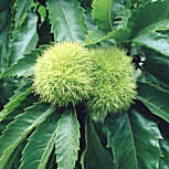 Castaño común - Castanea sativa - Castanea vulgaris Castaño común - Castanea sativa - Castanea vulgaris