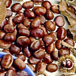 Castaño común - Castanea sativa - Castanea vulgaris Castaño común - Castanea sativa - Castanea vulgaris