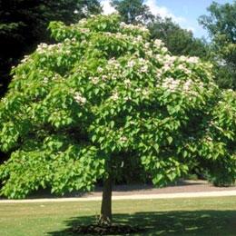 Catalpa - Catalpa bignonioides