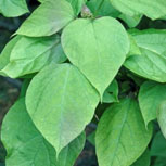 Catalpa - Catalpa bignonioides - Follaje