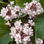 Catalpa - Catalpa bignonioides - Flores