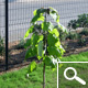 Catalpa - Catalpa bignonioides