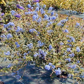 Ceanoto 'Burkwoodii' - Ceanothus burkwoodii