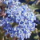Ceanoto 'Burkwoodii' - Ceanothus burkwoodii