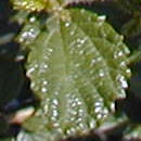 Ceanoto 'Burkwoodii' - Ceanothus burkwoodii