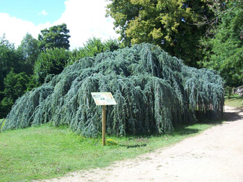Cedro azul llor�n del Atlas - Cedrus atlantica Glauca Pendula