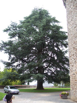 Cedro del Atlas - Cedrus atlantica