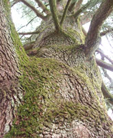 Cedro del Atlas - Cedrus atlantica