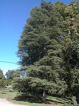 Cedro del Himalaya - Cedrus deodara