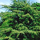 Cedro del Himalaya - Cedrus deodara