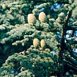 Cedro del Himalaya - Cedrus deodara