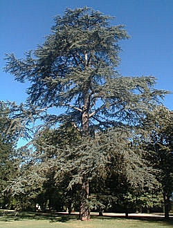 Cedro del L�bano - Cedrus libani