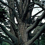 Cedro del L�bano - Cedrus libani