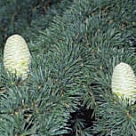 Cedro del L�bano - Cedrus libani