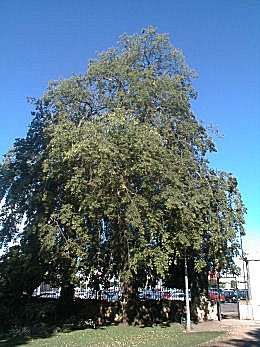 Almez - latonero - Celtis australis