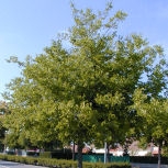 Almez - latonero - Celtis australis