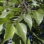 Almez - latonero - Celtis australis
