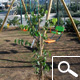 �rbol de Judas o �rbol del amor o cercis - Cercis siliquastrum