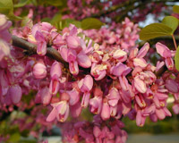 �rbol de Judas o �rbol del amor o cercis - Cercis siliquastrum