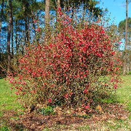Membrillero de flor - Membrillero del Jap�n - Chaenomeles japonica - Pyrus japonica
