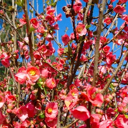Membrillero de flor - Membrillero del Jap�n - Chaenomeles japonica - Pyrus japonica