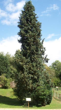 Cipr�s de Lawson - Chamaecyparis lawsoniana