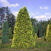 Cipr�s de Lawson - Chamaecyparis lawsoniana