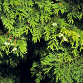 Cipr�s de Lawson - Chamaecyparis lawsoniana