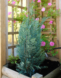 Cipr�s de Lawson 'Columnaris Glauca' - Chamaecyparis lawsoniana 'Columnaris glauca'