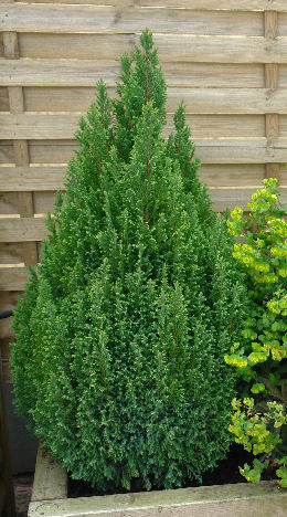 Cipr�s de Lawson 'Ellwood's Gold' - Chamaecyparis lawsoniana 'Ellwood's Gold'