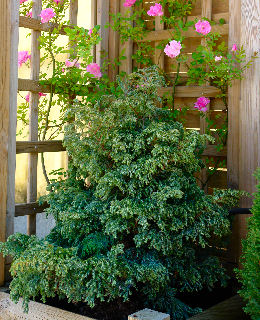 Cipr�s de Sawara - Chamaecyparis pisifera 'Boulevard'