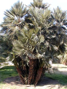 Palmito - Chamaerops humilis