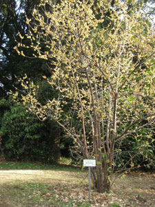 Macasar Chimonanthus fragans - Chimonanthus praecox