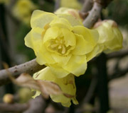 Macasar Chimonanthus fragans - Chimonanthus praecox - Flores