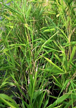 Chimonobambusa quadrangularis Tatejima ou Suow - Bamb� a tiges colorees