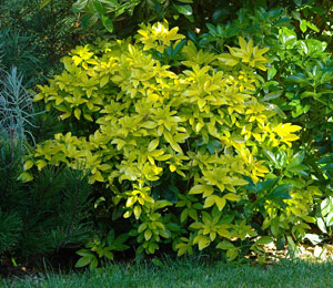 Naranjo Mexicano dorado  - Choisya ternata 'Sundance'