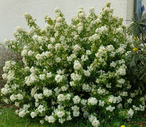 Naranjo de M�jico o azahar mexicano - Choisya ternata