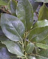 �rbol del alcanfor o alcanforero: Follaje