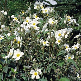Jara de hoja de laurel - Estepa real - Cistus laurifolius