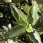 Jara de hoja de laurel - Estepa real - Cistus laurifolius