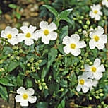 Jara de hoja de laurel - Estepa real - Cistus laurifolius