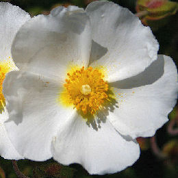 Jara de Montpellier - Jara negra- Cistus monspeliensis