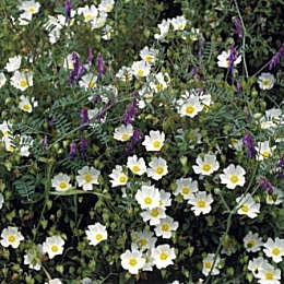Jara de hoja de salvia - Estepa borda - Cistus salvifolius