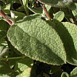 Jara de hoja de salvia - Estepa borda - Cistus salvifolius Jara de hoja de salvia - Estepa borda - Cistus salvifolius